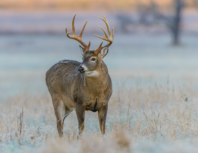 Frosty morning